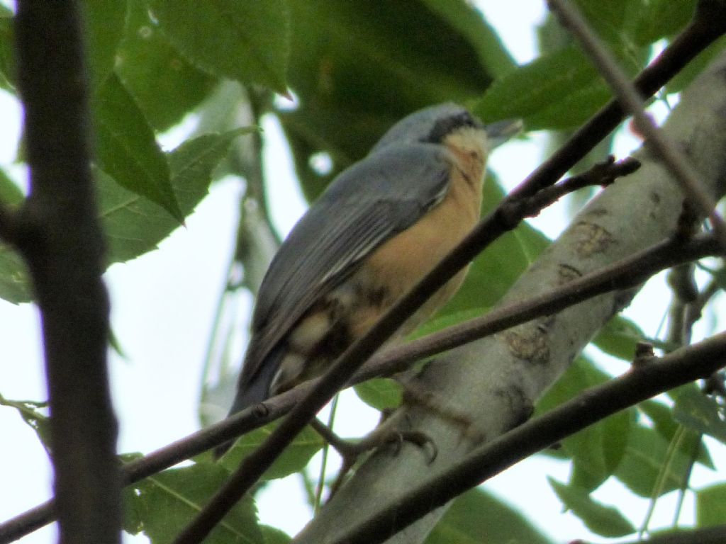 Picchio muratore (Sitta europaea)