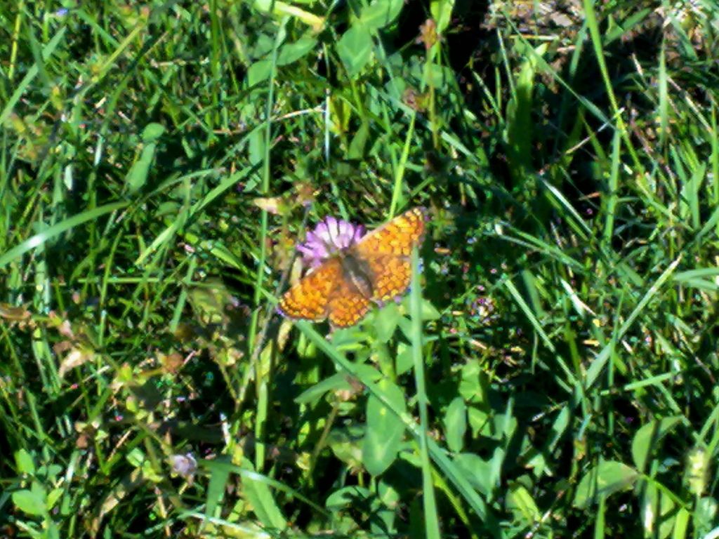 Melitaea?