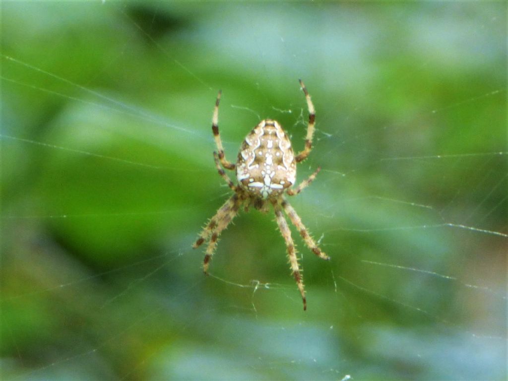 Araneus diadematus -  Sant''Albano Stura (CN)