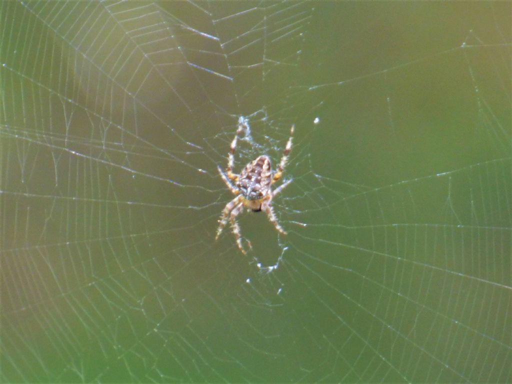 Araneus diadematus -  Sant''Albano Stura (CN)