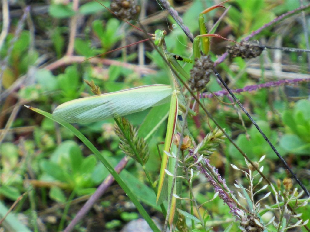 sconosciuta...  Mantis religiosa, maschio