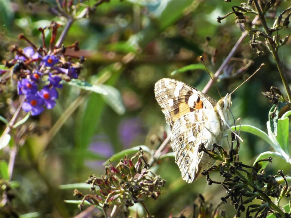 Vanessa cardui