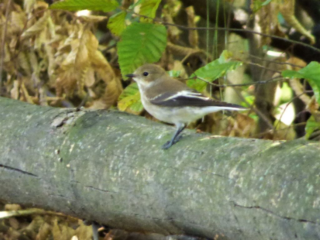 Balia nera (Ficedula hypoleuca)