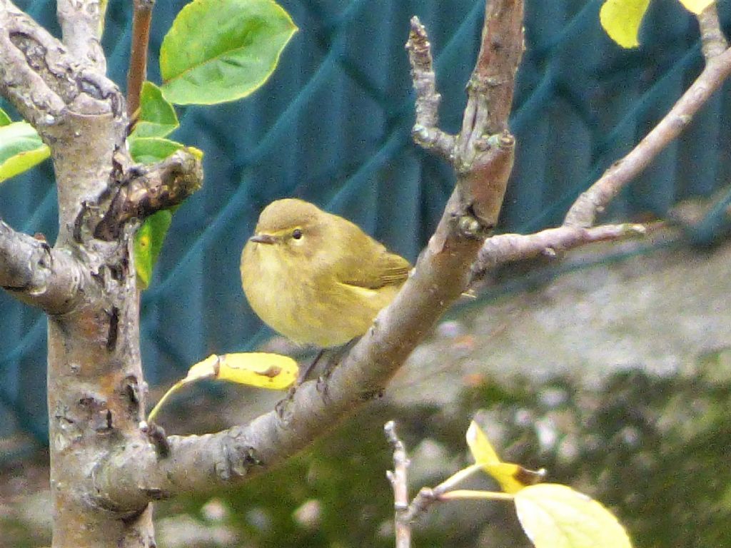 Lu piccolo (Phylloscopus collybita)