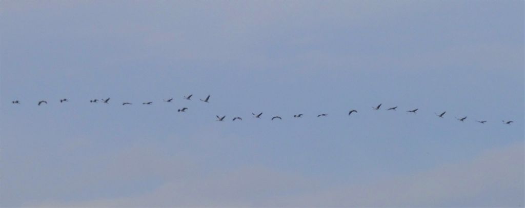 Il ritorno delle Gru (Grus grus)