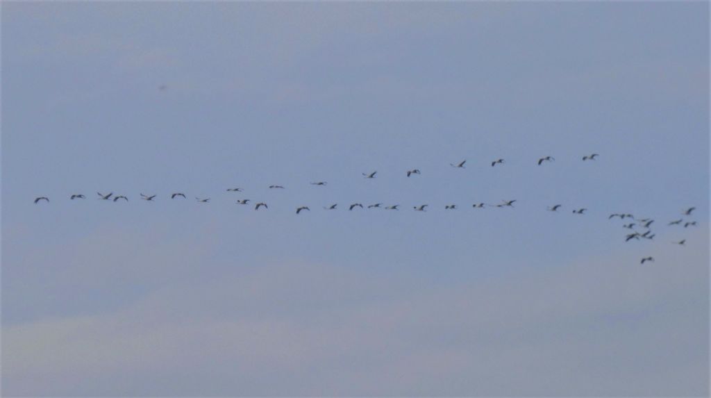 Il ritorno delle Gru (Grus grus)