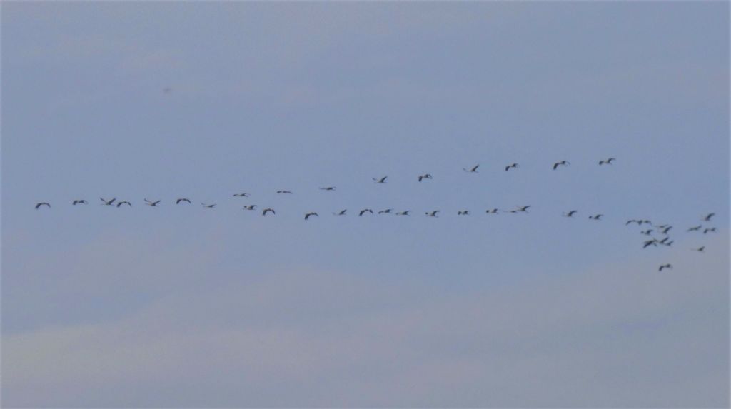 Il ritorno delle Gru (Grus grus)