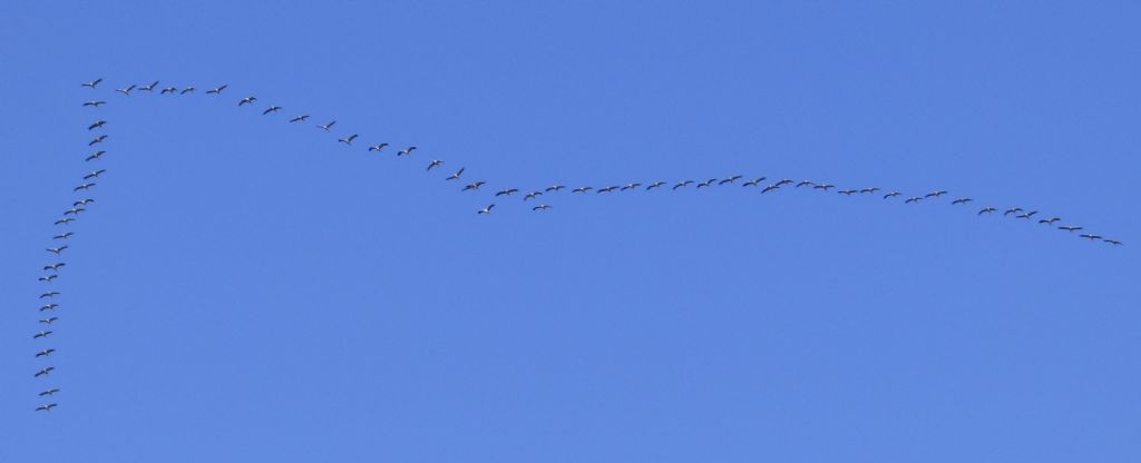 Il ritorno delle Gru (Grus grus)