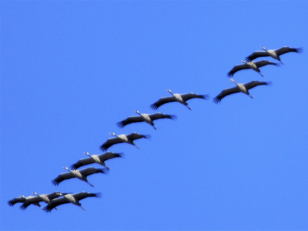 Il ritorno delle Gru (Grus grus)