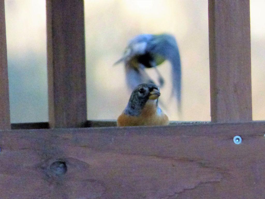 Peppola (Fringilla montifringilla) in mangiatoia