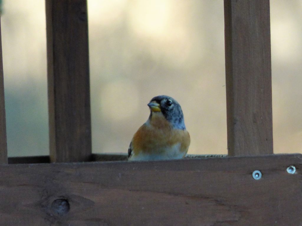 Peppola (Fringilla montifringilla) in mangiatoia