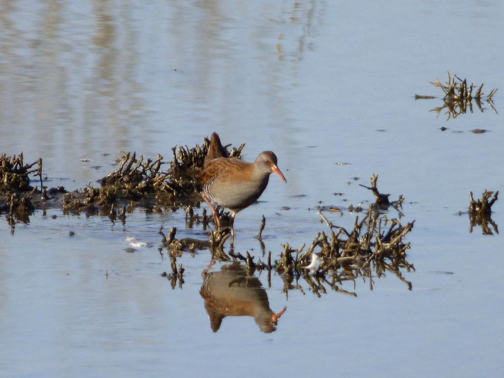 Porciglione (Rallus aquaticus)