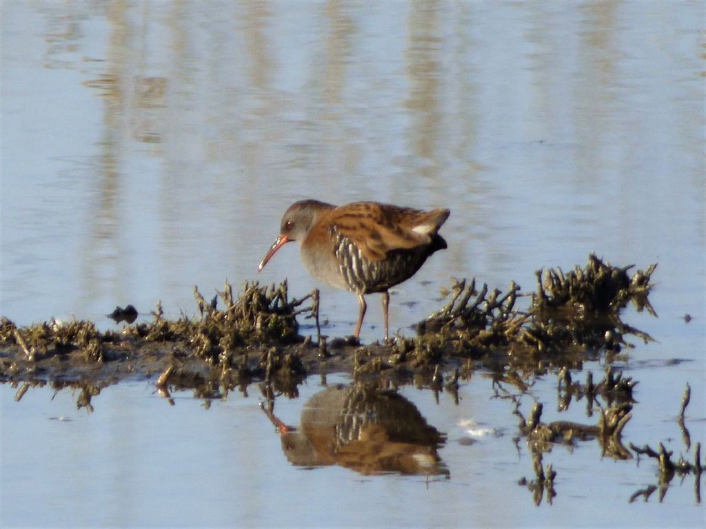 Porciglione (Rallus aquaticus)