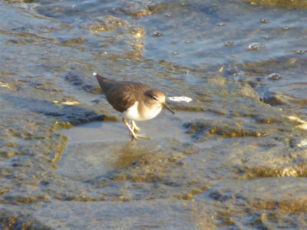 Piro piro piccolo (Actitis hypoleucos)