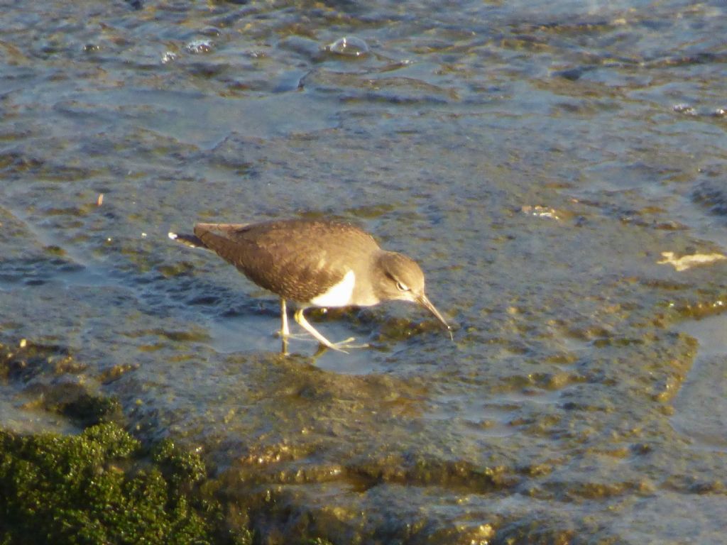 Piro piro piccolo (Actitis hypoleucos)