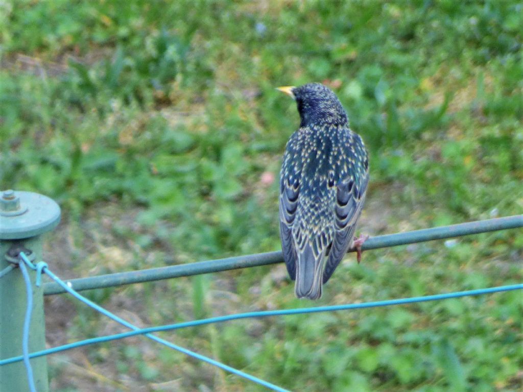 Storni (Sturnus vulgaris)