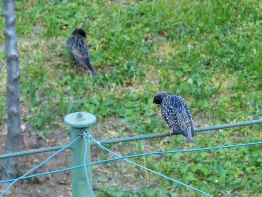 Storni (Sturnus vulgaris)