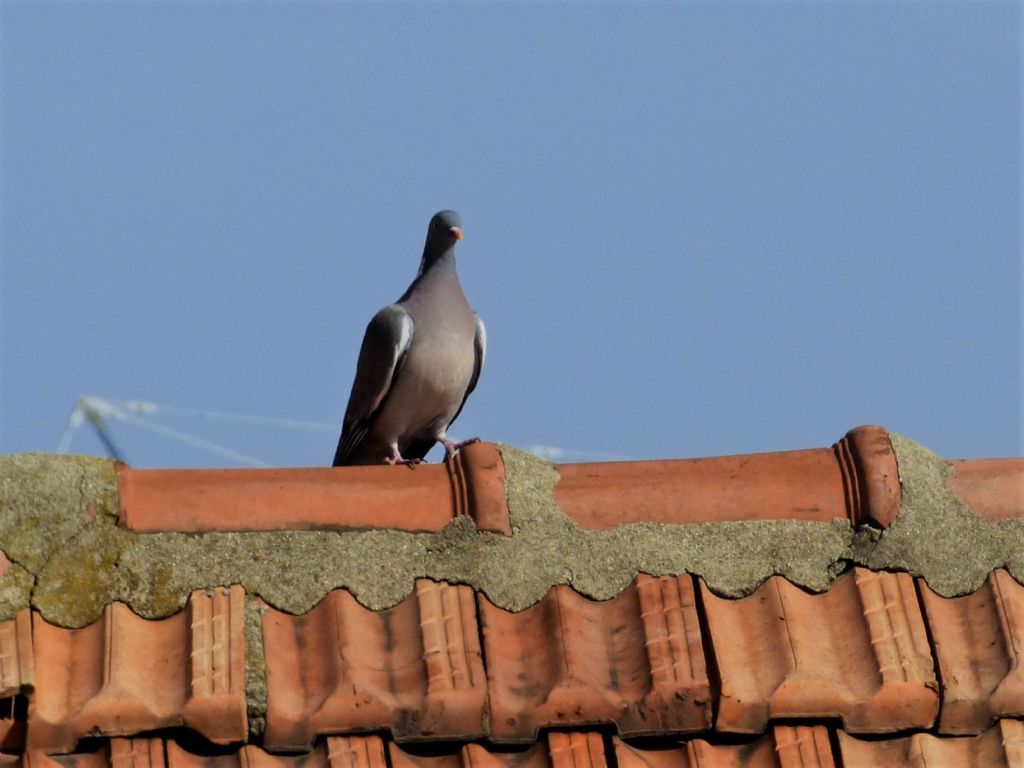 Colombaccio (Columba palumbus)