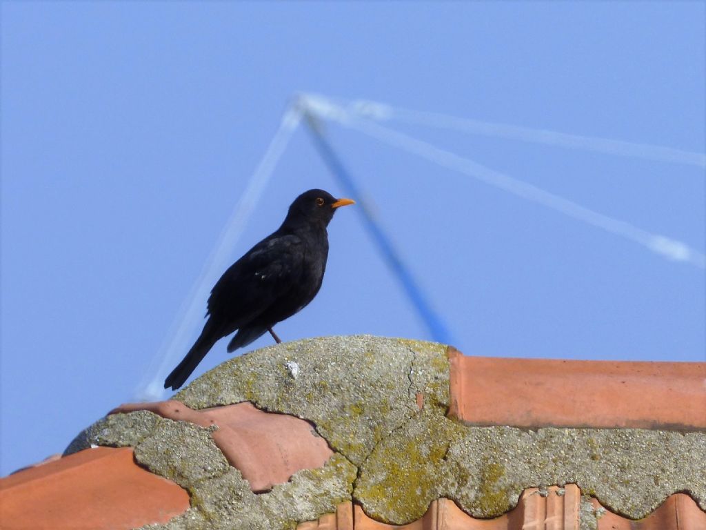 Merlo (Turdus merula)