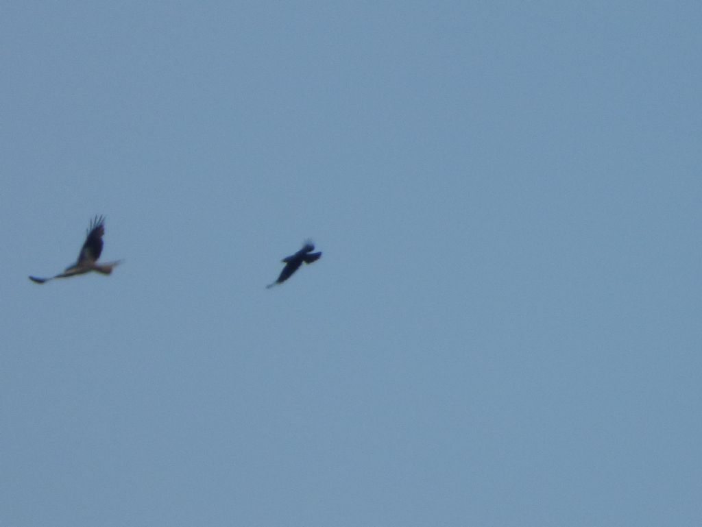 Nibbio reale (Milvus milvus)