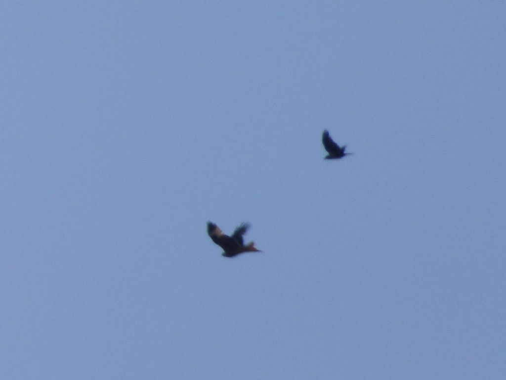 Nibbio reale (Milvus milvus)