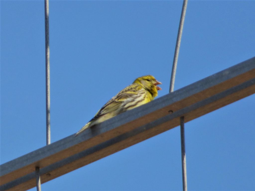 Verzellino (Serinus serinus)