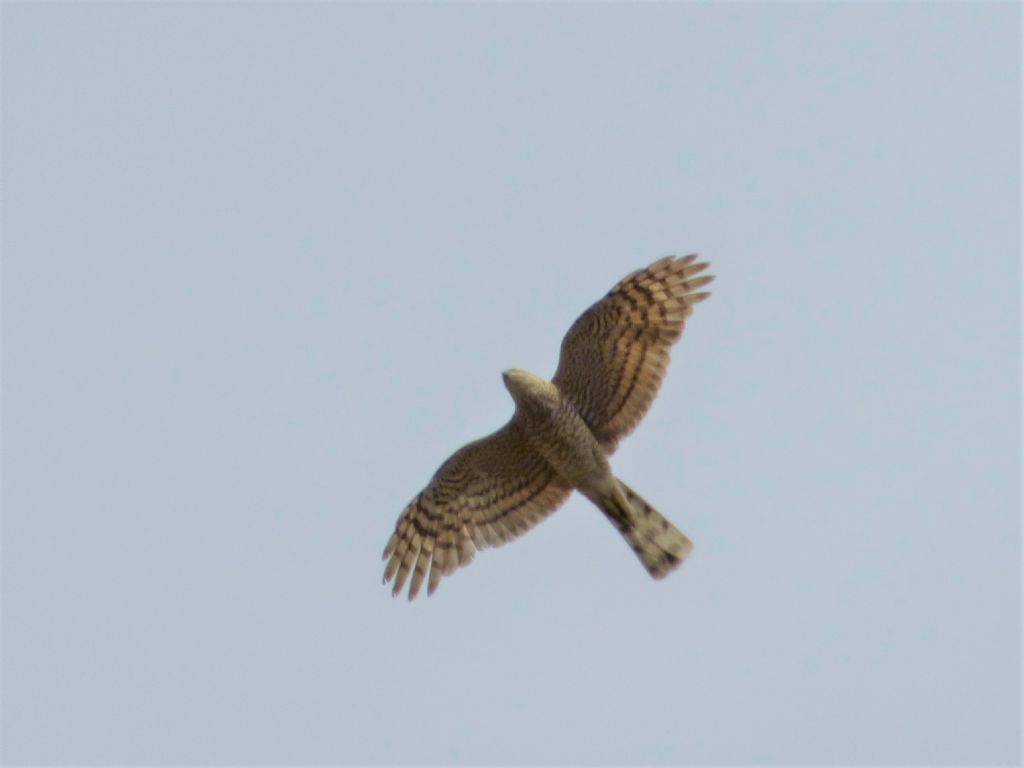 Sparviere (Accipiter nisus)