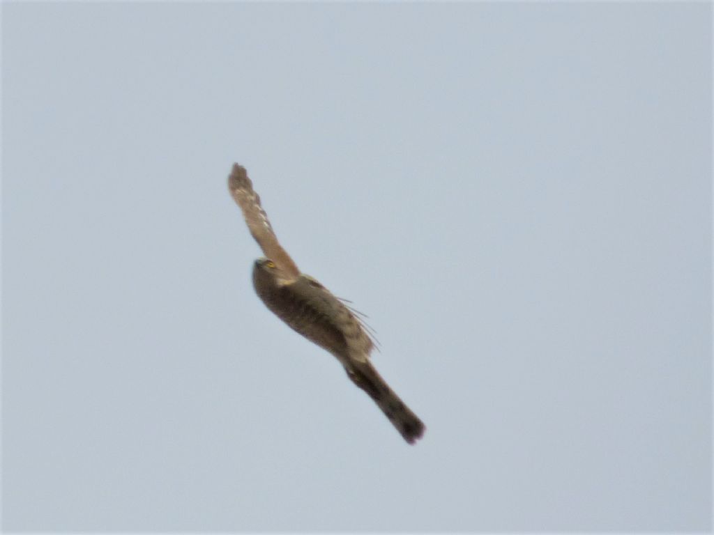 Sparviere (Accipiter nisus)