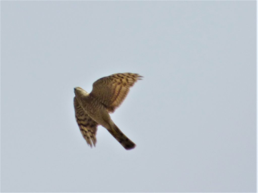 Sparviere (Accipiter nisus)