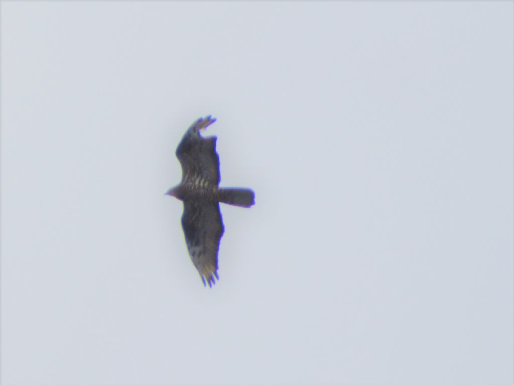 Falco Pecchiaiolo (Pernis apivorus)