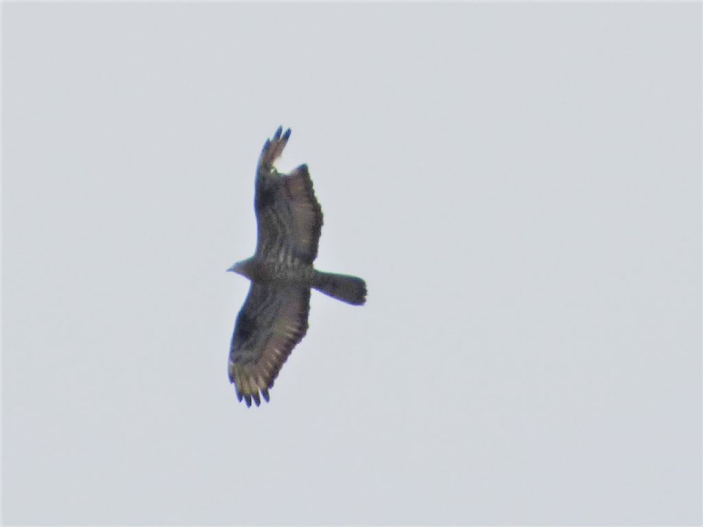 Falco Pecchiaiolo (Pernis apivorus)