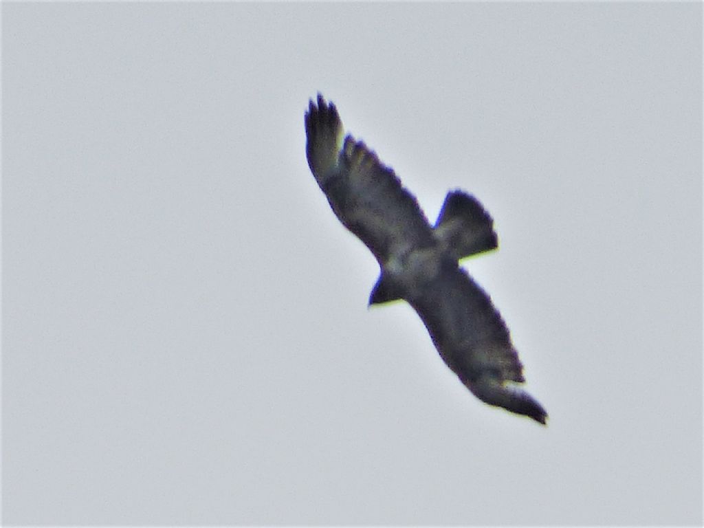 Poiana (Buteo buteo) molto chiara