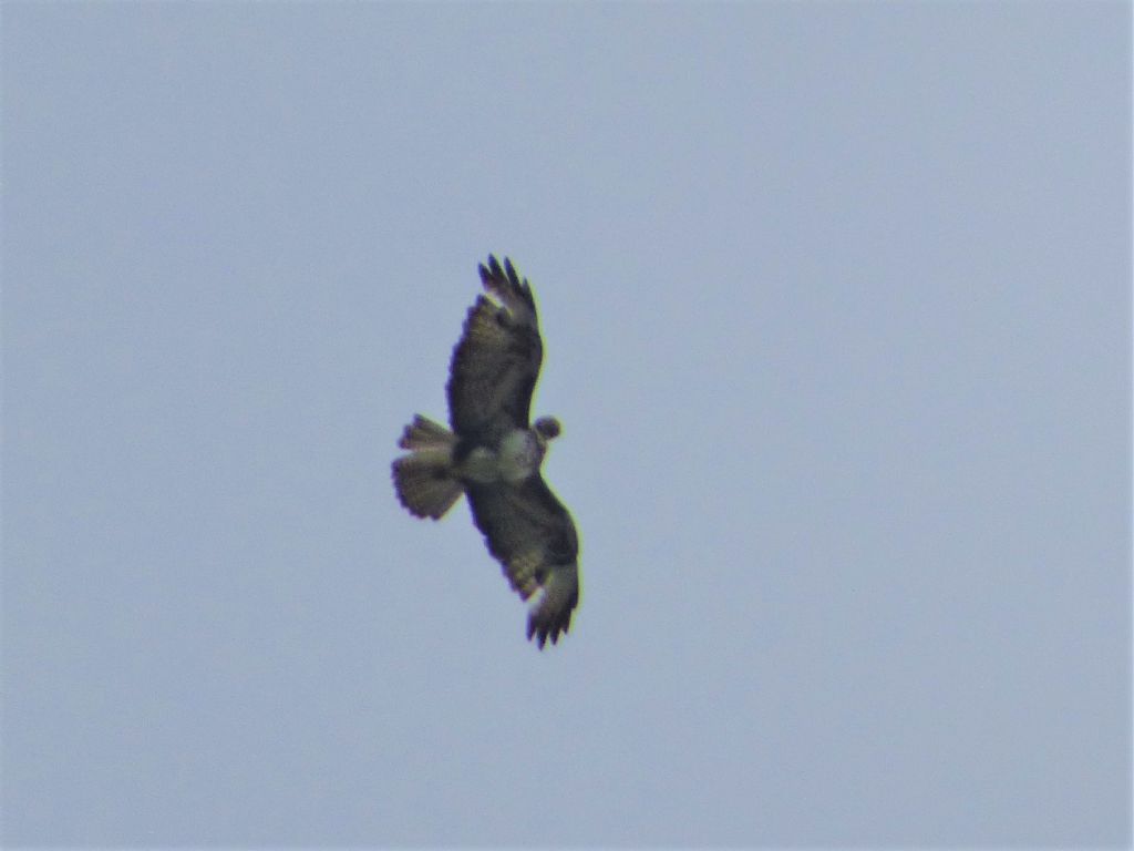 Poiana (Buteo buteo) molto chiara