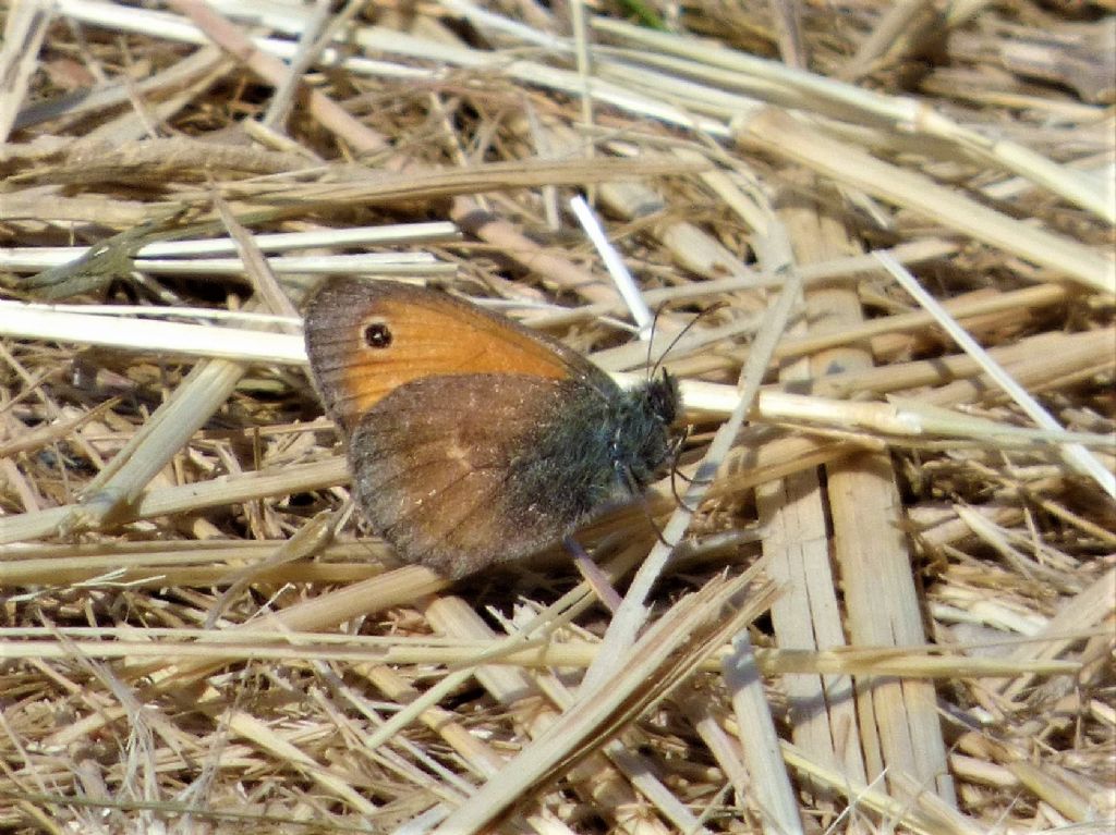 Coenonympha pamphilus