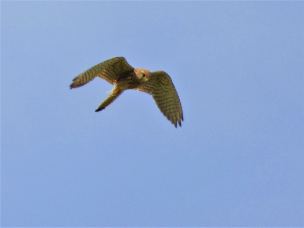 Gheppio (Falco tinnunculus) in 