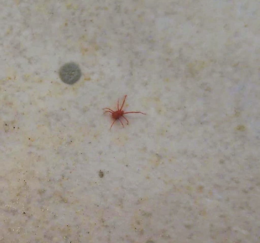 Acaro sconosciuto