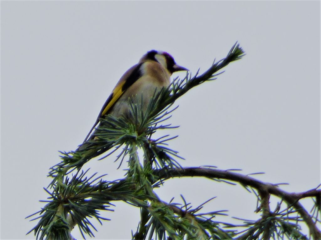 Cardellino (Carduelis carduelis)