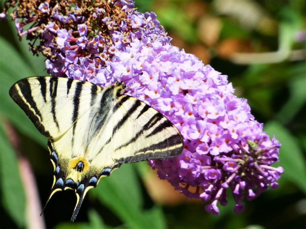 Iphiclides podalirius