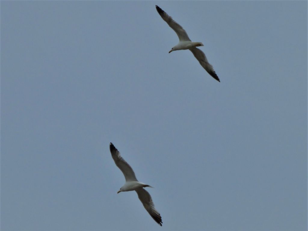 Gabbiani reali (Larus michahellis) di citt