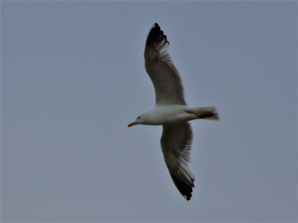 Gabbiani reali (Larus michahellis) di citt