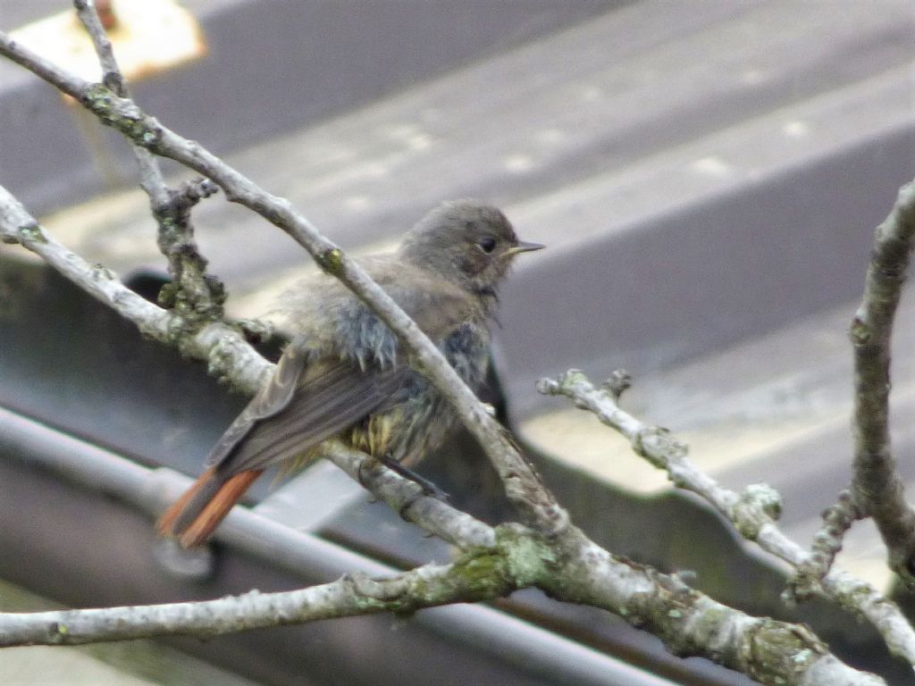 Codirosso spazzacamino (Phoenicurus ochruros): nuovi nati