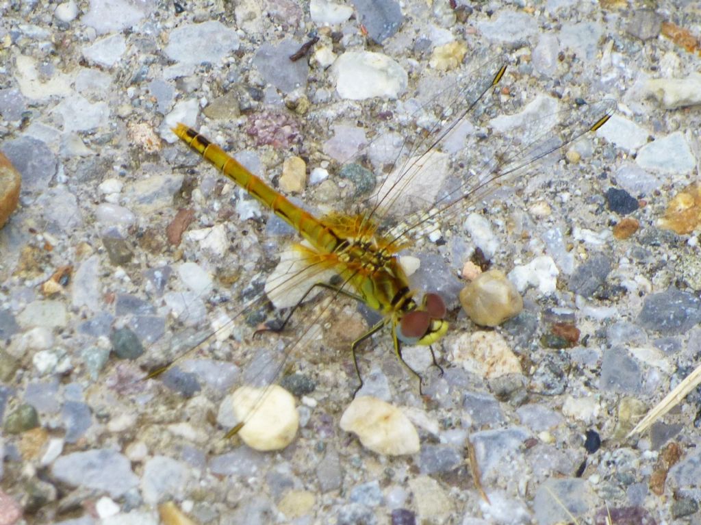 Sympetrum fonscolombii