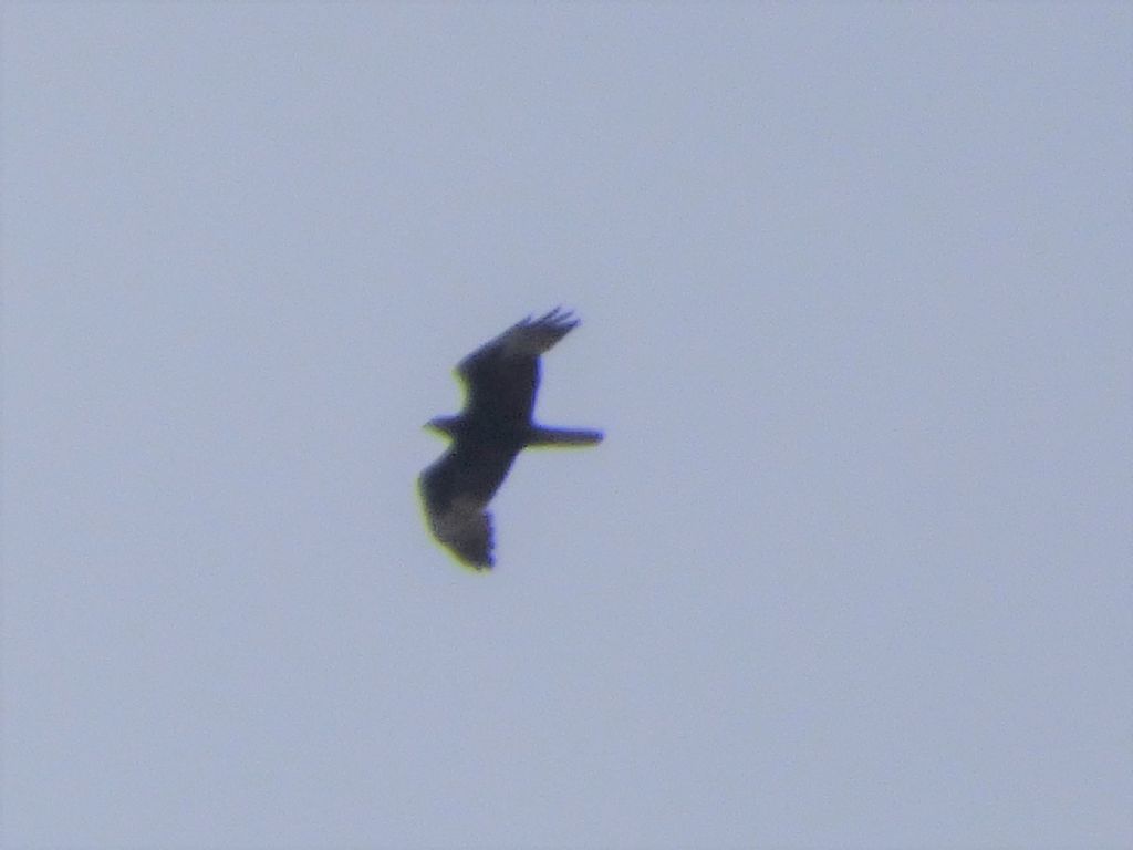 Falco Pecchiaiolo (Pernis apivorus)