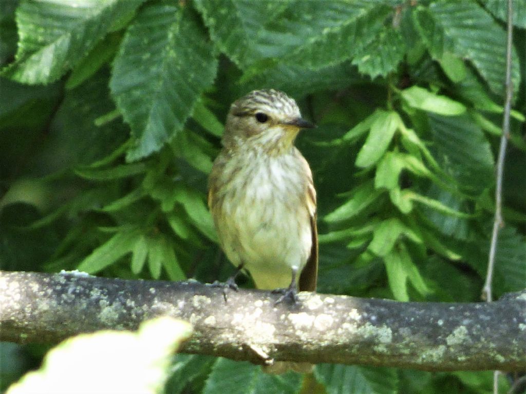 Pigliamosche (Muscicapa striata)