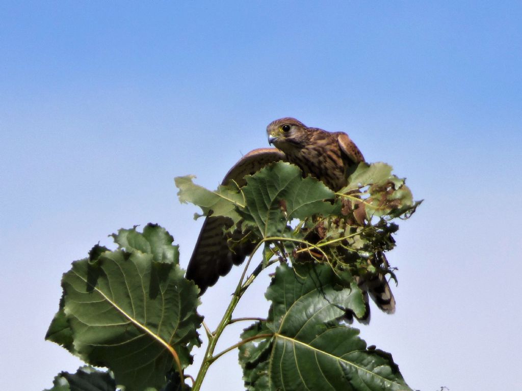 Gheppio (falco tinnunculus)