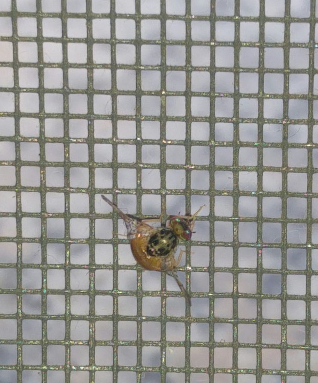Tephritidae: Ceratitis capitata