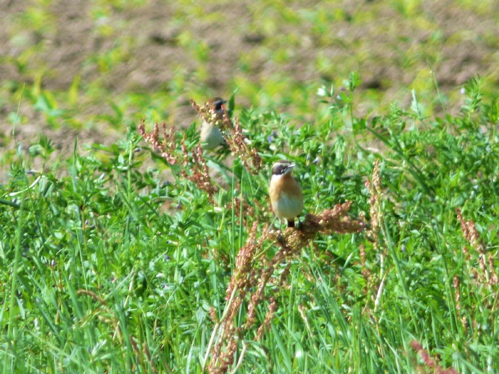 Stiaccino (Saxicola rubetra)