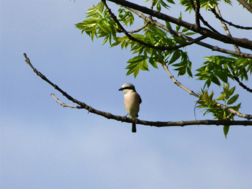 Averla piccola (Lanius collurio)