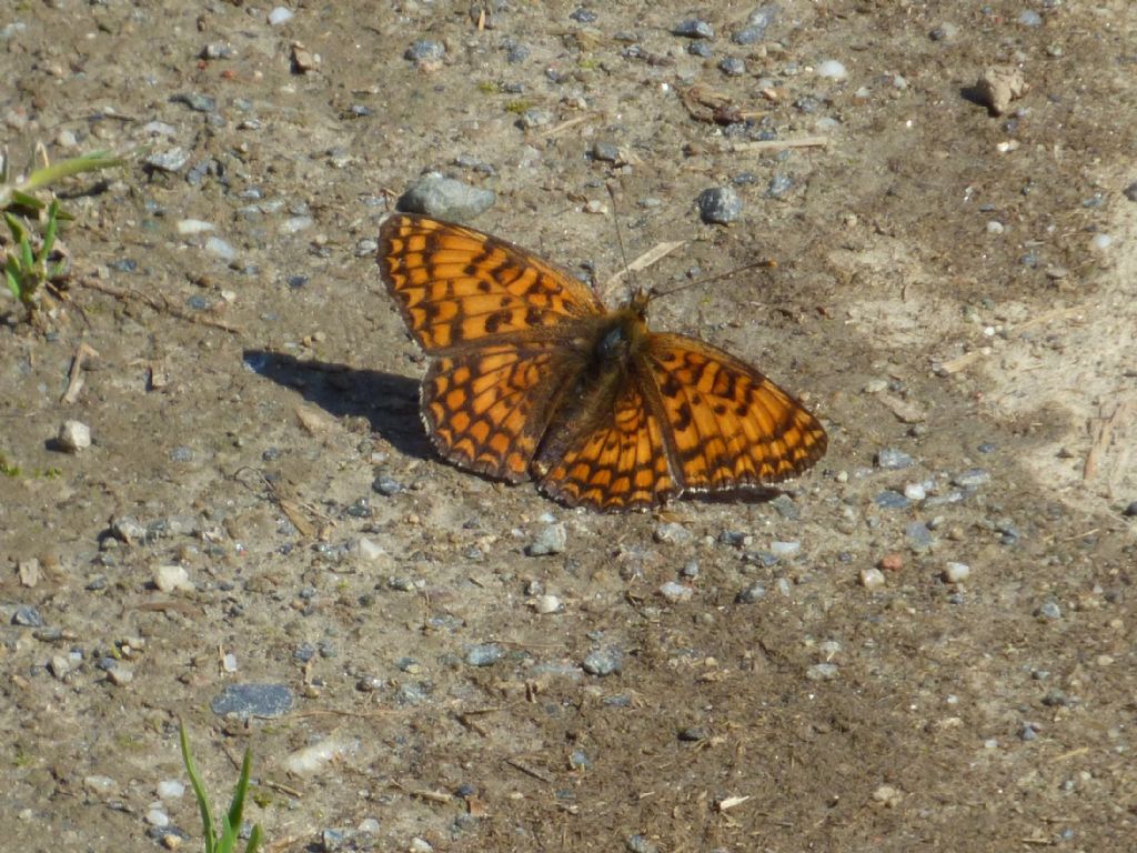 Melitaea phoebe