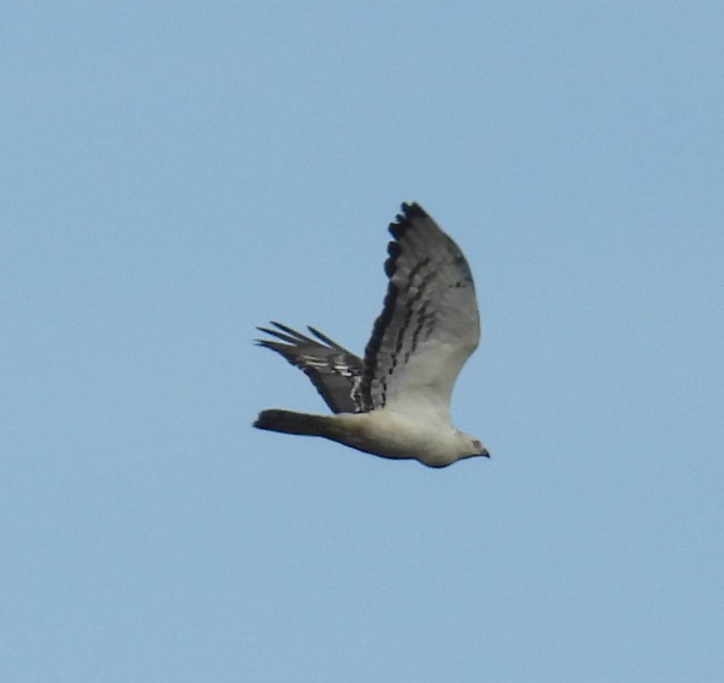 spettacolare Falco Pecchiaiolo parzialmente leucistico